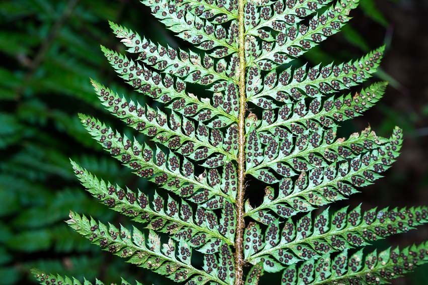 Polystichum aculeatum